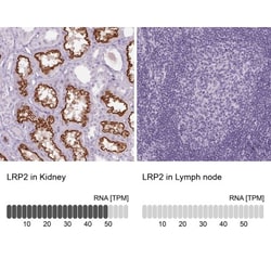 LRP2 Antibody, Novus Biologicals:Antibodies:Primary Antibodies